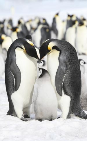 Пингвины 3252-М